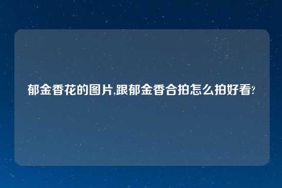 郁金香花的图片,跟郁金香合拍怎么拍好看?