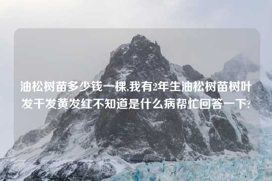 油松树苗多少钱一棵,我有2年生油松树苗树叶发干发黄发红不知道是什么病帮忙回答一下?