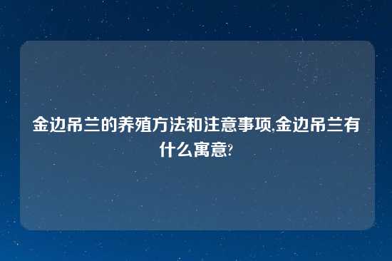 金边吊兰的养殖方法和注意事项,金边吊兰有什么寓意?
