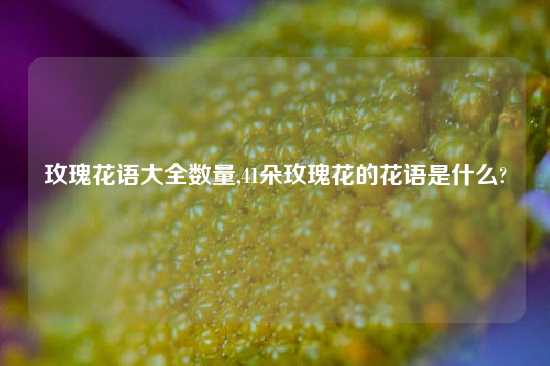 玫瑰花语大全数量,41朵玫瑰花的花语是什么?