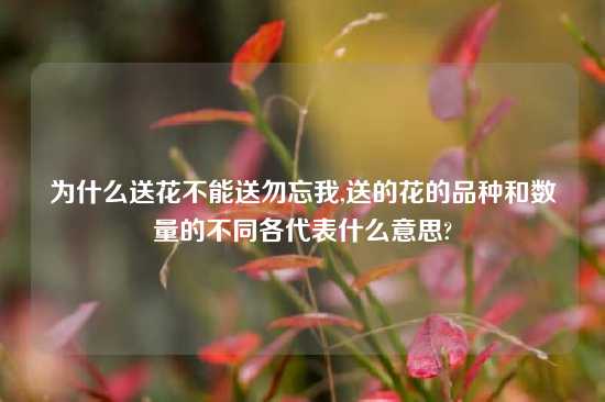 为什么送花不能送勿忘我,送的花的品种和数量的不同各代表什么意思?