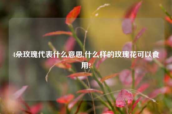 4朵玫瑰代表什么意思,什么样的玫瑰花可以食用?