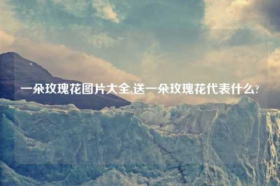 一朵玫瑰花图片大全,送一朵玫瑰花代表什么?