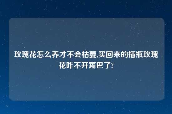 玫瑰花怎么养才不会枯萎,买回来的插瓶玫瑰花咋不开蔫巴了?