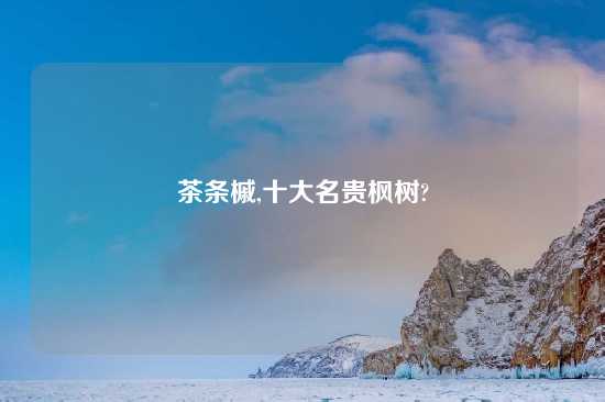 茶条槭,十大名贵枫树?