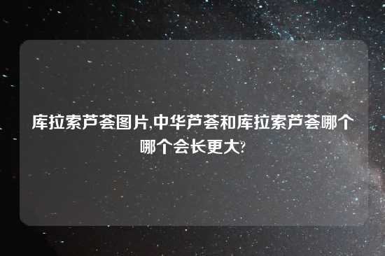 库拉索芦荟图片,中华芦荟和库拉索芦荟哪个哪个会长更大?