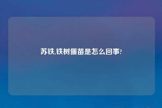 苏铁,铁树僵苗是怎么回事?