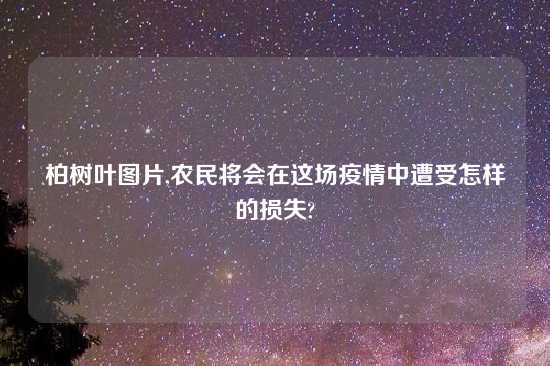 柏树叶图片,农民将会在这场疫情中遭受怎样的损失?