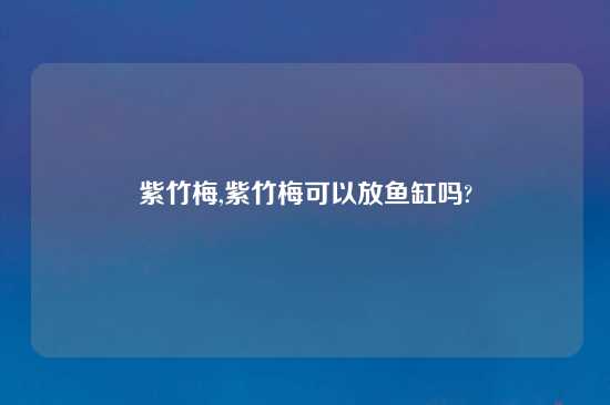 紫竹梅,紫竹梅可以放鱼缸吗?