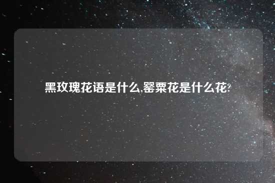 黑玫瑰花语是什么,罂粟花是什么花?