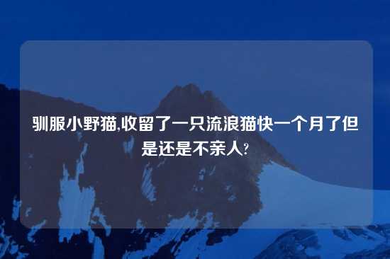 驯服小野猫,收留了一只流浪猫快一个月了但是还是不亲人?