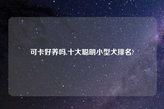 可卡好养吗,十大聪明小型犬排名?
