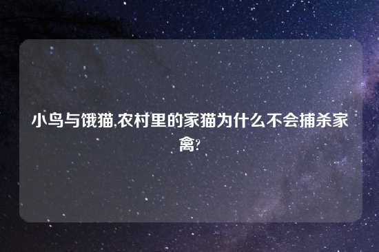 小鸟与饿猫,农村里的家猫为什么不会捕杀家禽?