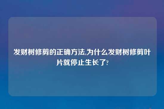 发财树修剪的正确方法,为什么发财树修剪叶片就停止生长了?
