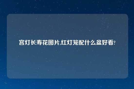 宫灯长寿花图片,红灯笼配什么盆好看?