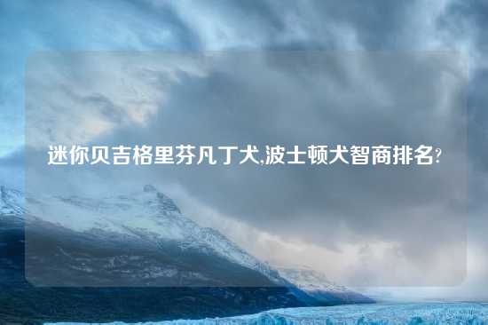 迷你贝吉格里芬凡丁犬,波士顿犬智商排名?