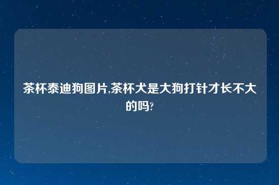 茶杯泰迪狗图片,茶杯犬是大狗打针才长不大的吗?