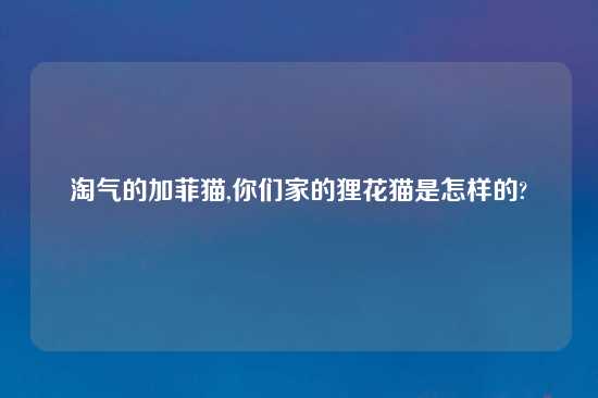 淘气的加菲猫,你们家的狸花猫是怎样的?
