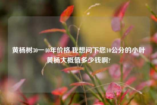 黄杨树30一40年价格,我想问下您10公分的小叶黄杨大概值多少钱啊?