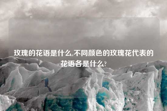 玫瑰的花语是什么,不同颜色的玫瑰花代表的花语各是什么?