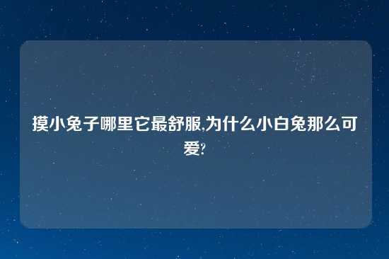 摸小兔子哪里它最舒服,为什么小白兔那么可爱?
