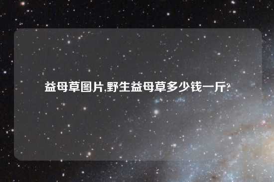 益母草图片,野生益母草多少钱一斤?