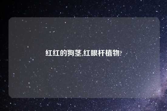 红红的狗茎,红眼杆植物?