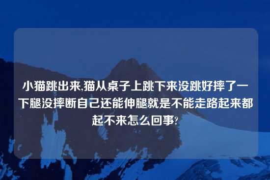 小猫跳出来,猫从桌子上跳下来没跳好摔了一下腿没摔断自己还能伸腿就是不能走路起来都起不来怎么回事?