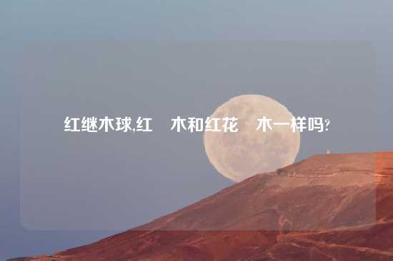 红继木球,红檵木和红花檵木一样吗?