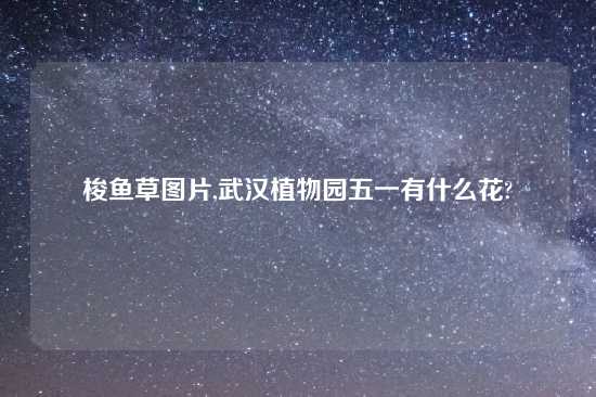 梭鱼草图片,武汉植物园五一有什么花?
