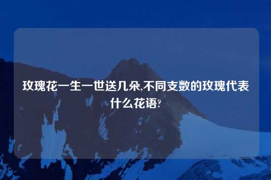 玫瑰花一生一世送几朵,不同支数的玫瑰代表什么花语?
