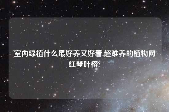 室内绿植什么最好养又好看,超难养的植物网红琴叶榕?