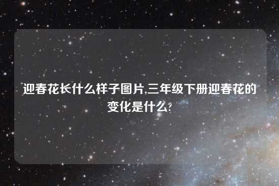 迎春花长什么样子图片,三年级下册迎春花的变化是什么?