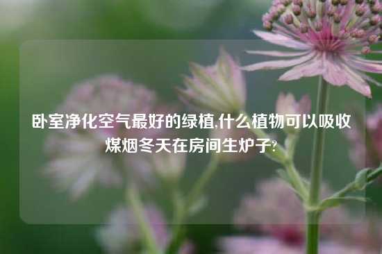 卧室净化空气最好的绿植,什么植物可以吸收煤烟冬天在房间生炉子?