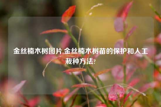 金丝楠木树图片,金丝楠木树苗的保护和人工栽种方法?