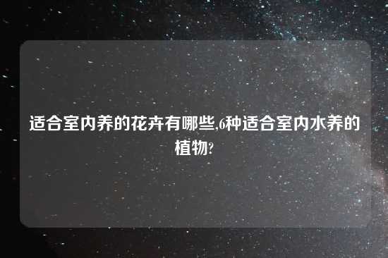 适合室内养的花卉有哪些,6种适合室内水养的植物?
