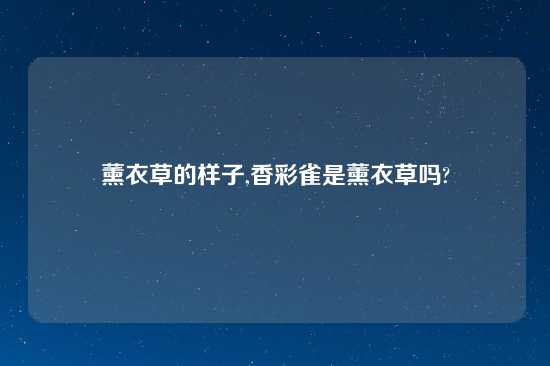 薰衣草的样子,香彩雀是薰衣草吗?