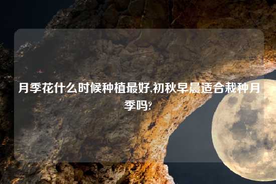 月季花什么时候种植最好,初秋早晨适合栽种月季吗?