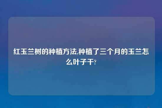 红玉兰树的种植方法,种植了三个月的玉兰怎么叶子干?