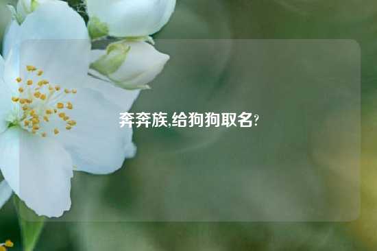 奔奔族,给狗狗取名?