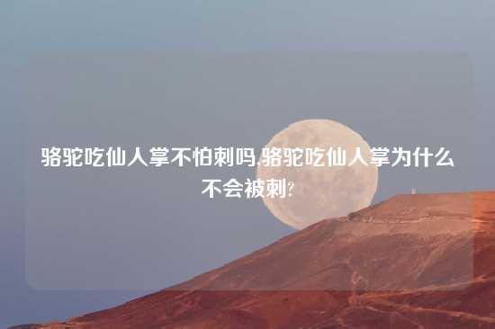 骆驼吃仙人掌不怕刺吗,骆驼吃仙人掌为什么不会被刺?