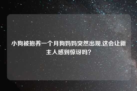 小狗被抱养一个月狗妈妈突然出现,这会让新主人感到惊讶吗？