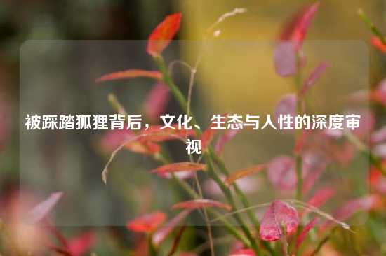 被踩踏狐狸背后，文化、生态与人性的深度审视